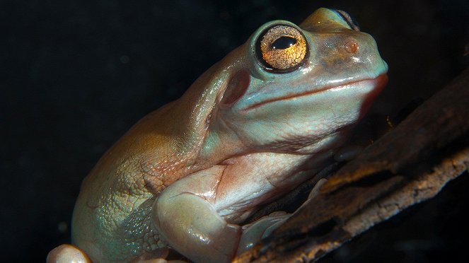 Monster Frog - Photos