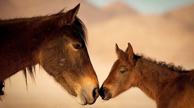 Afrikas Wilder Westen - Die Pferde der Namib - Filmfotók