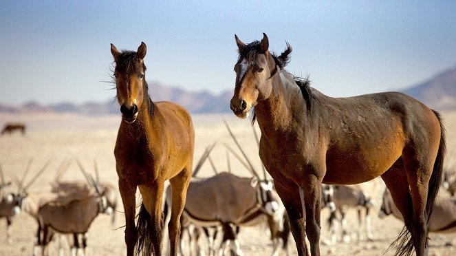 Africa’s Wild West – Stallions of the Namib Desert - Photos
