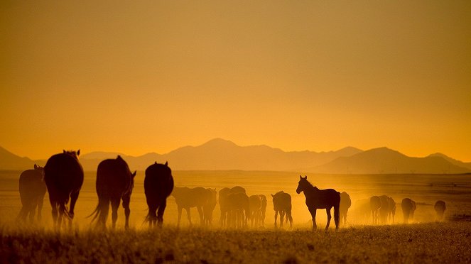 Africa’s Wild West – Stallions of the Namib Desert - Photos