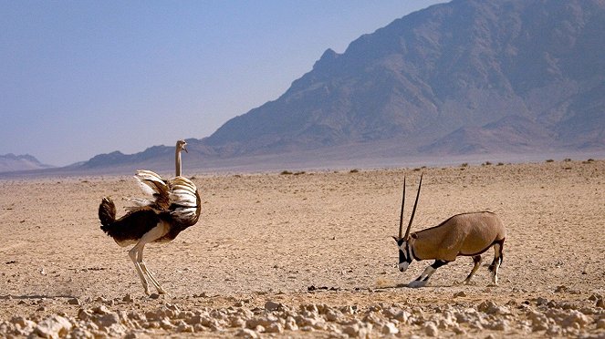 Afrikas Wilder Westen - Die Pferde der Namib - Filmfotók