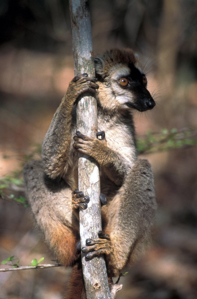 Lemurs of the Stone Forest - De la película
