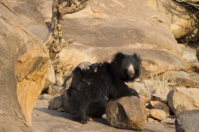 The Natural World - Season 30 - Jungle Book Bear - Photos