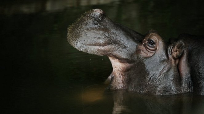 A Vida Privada dos Hipopótamos - Kuvat elokuvasta