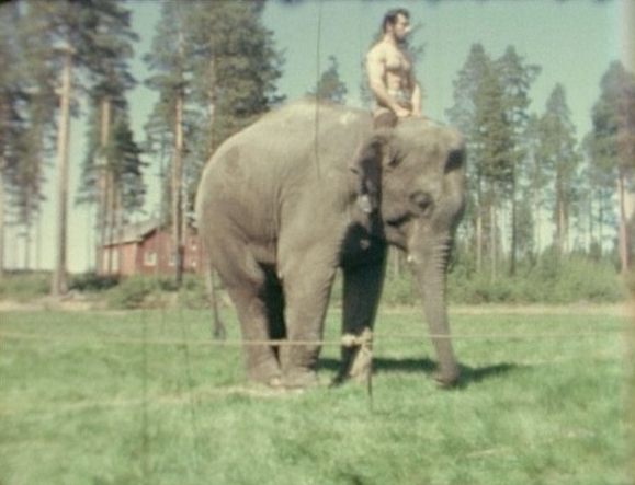 Arvoisa herra Tarzan - Van film - Kalle Nyman