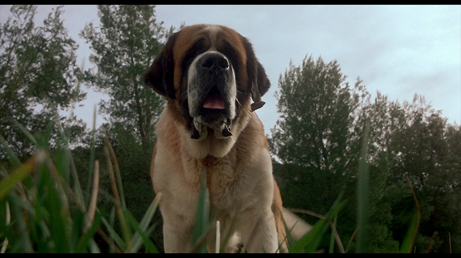 Stephen King: Cujo - Filmfotók