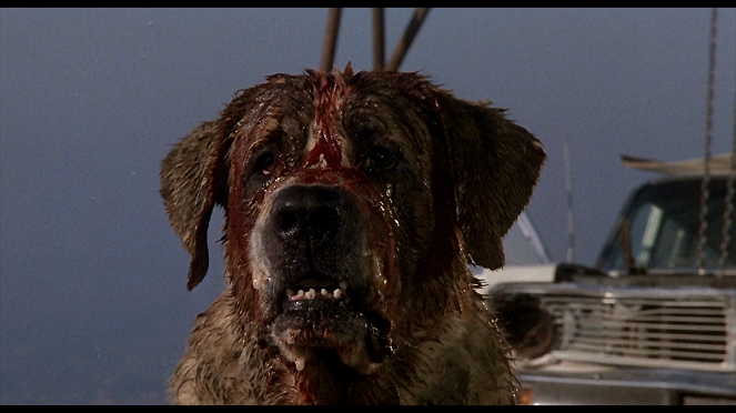 Cujo: El perro maldito - De la película