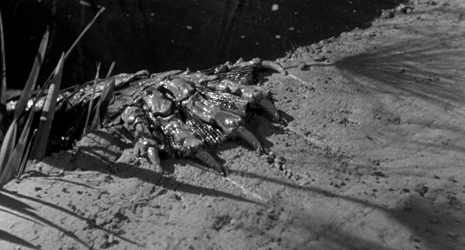Creature from the Black Lagoon - Photos