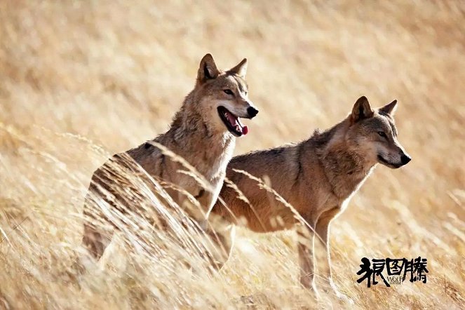 Wolf Totem - Lobby Cards