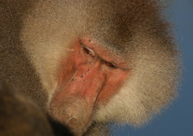 Natural World - Living with Baboons - Filmfotos