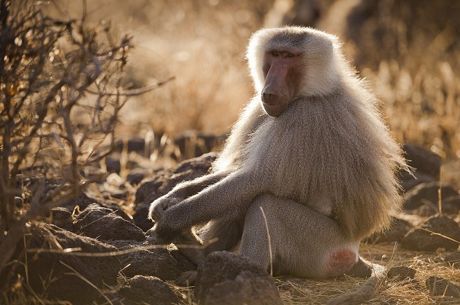 The Natural World - Living with Baboons - Photos