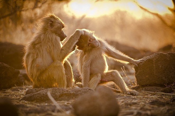 The Natural World - Living with Baboons - Film
