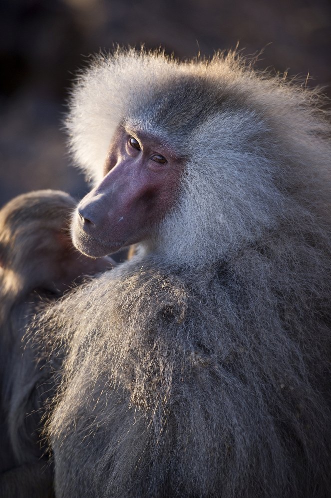 Natural World - Living with Baboons - Filmfotos