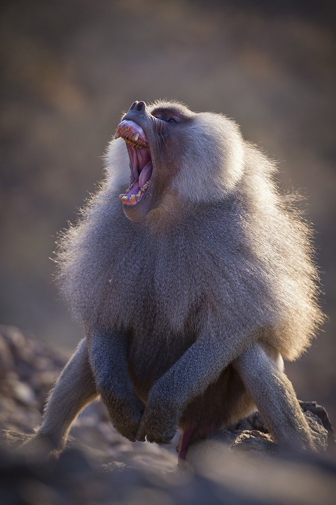 A természeti világ - Living with Baboons - Filmfotók