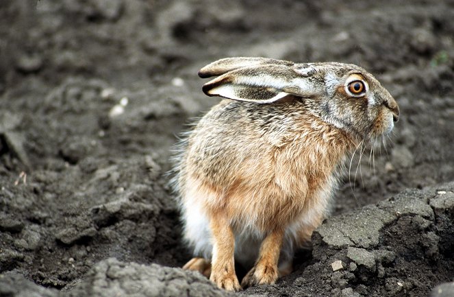 The Tale of the Hare and the Sun - Photos