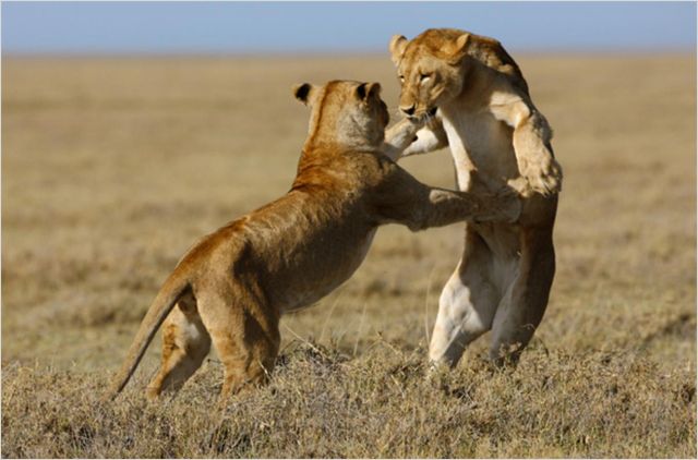 Serengeti - Do filme