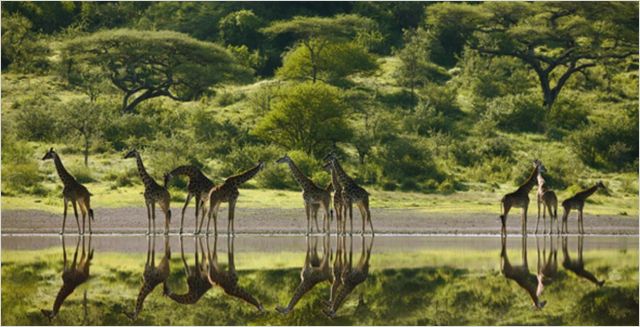 Serengeti - De la película