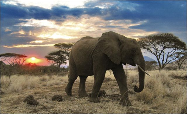 Serengeti - De filmes