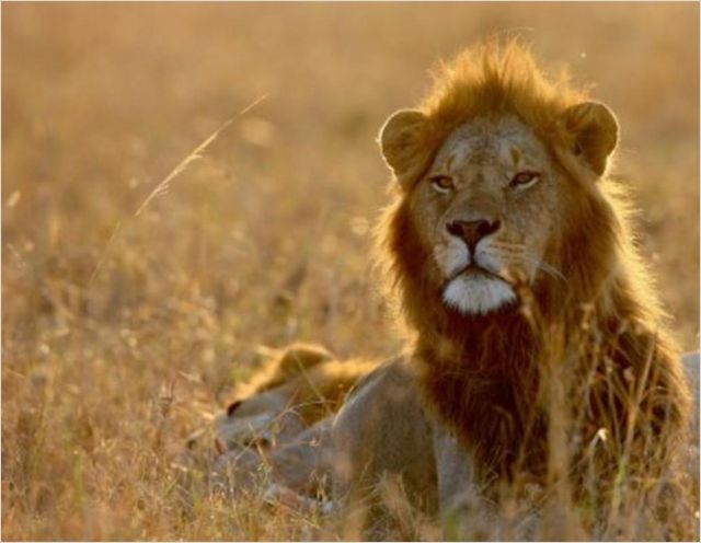 Serengeti - Filmfotos