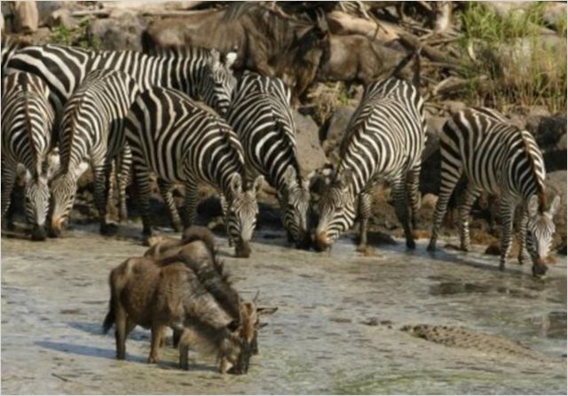Serengeti - Z filmu