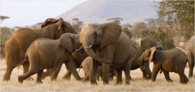 Dobrodružství v Serengeti - Z filmu