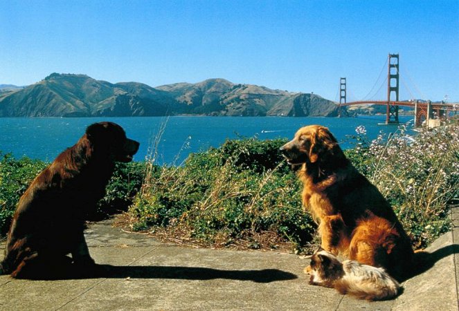 Neuvěřitelná cesta 2: Ztraceni v San Francisku - Z filmu