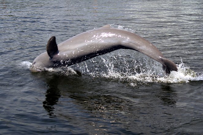 Delfíni ze zlaté řeky - Z filmu
