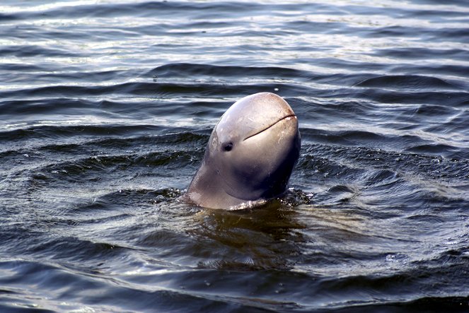 Delfíni ze zlaté řeky - Z filmu