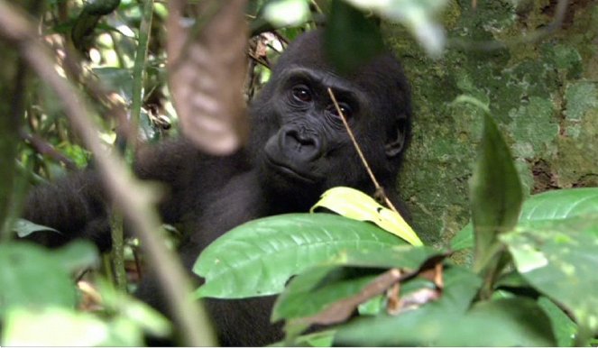 Kongo: Tajemství deštného pralesa - Z filmu