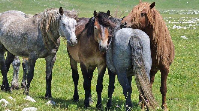 Winnetous Pferde - Photos