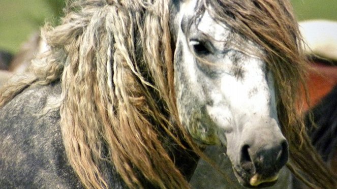 Winnetous Pferde - Kuvat elokuvasta