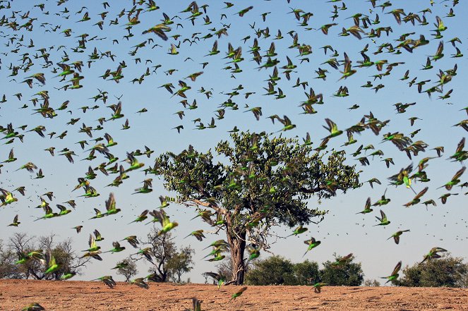 The Gathering Swarms - Kuvat elokuvasta
