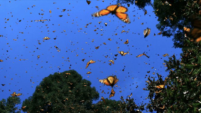 The Gathering Swarms - Kuvat elokuvasta