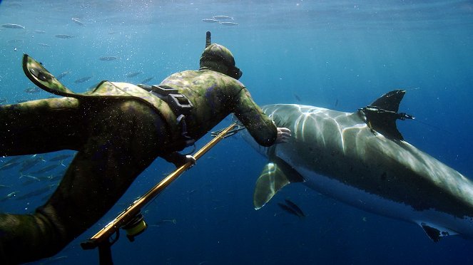 Potápění se žralokem bílým - Z filmu