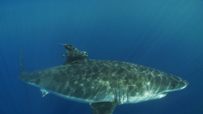 Rencontres avec le grand requin blanc - Film