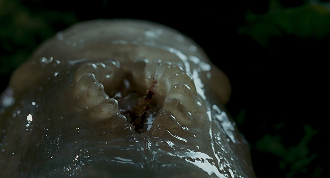 Slither: La plaga - De la película