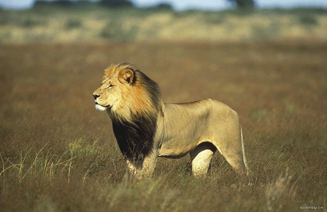 Roar: Lions of the Kalahari - Z filmu