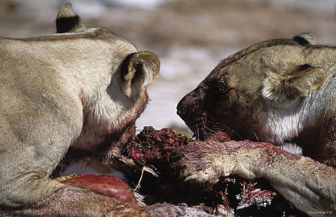 Roar: Lions of the Kalahari - De la película