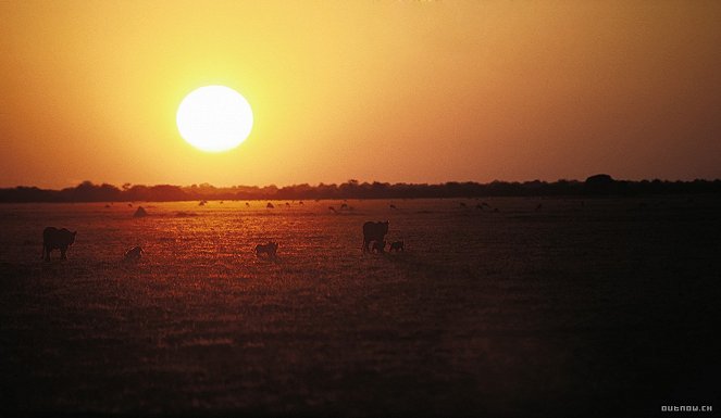 Roar: Lions of the Kalahari - Van film