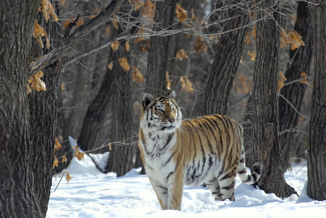 Russland - Im Reich der Tiger, Bären und Vulkane - Photos