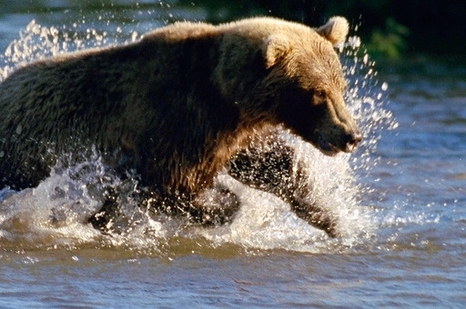Russland - Im Reich der Tiger, Bären und Vulkane - Z filmu
