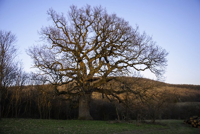 Příběh obrovského stromu - Z filmu