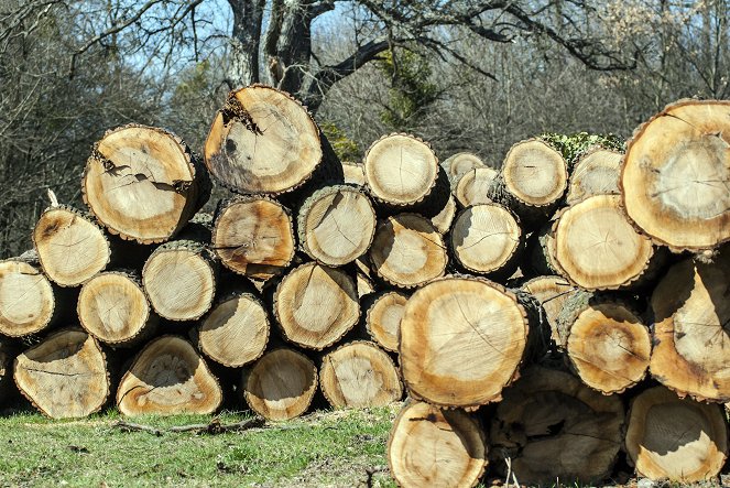 This Tree is Big - Photos