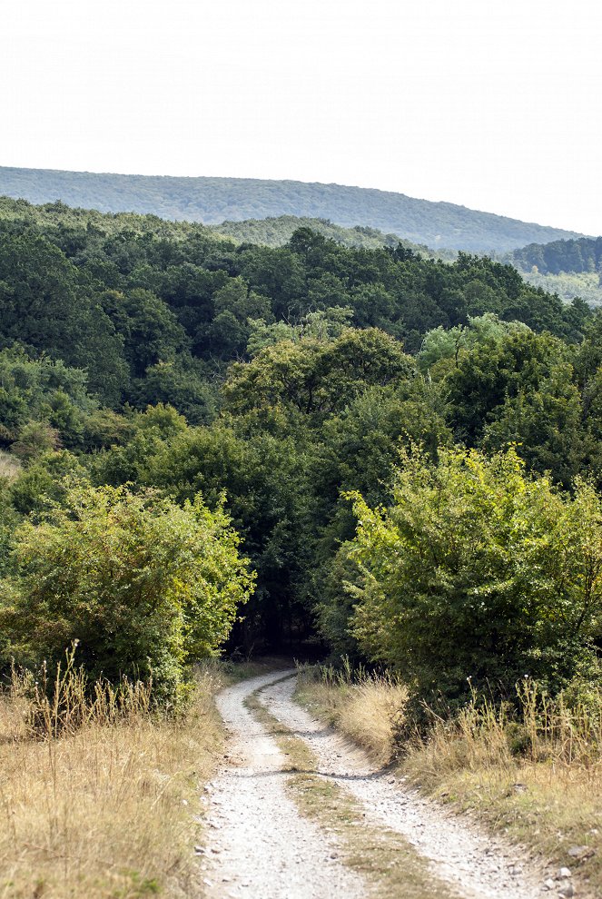 Příběh obrovského stromu - Z filmu