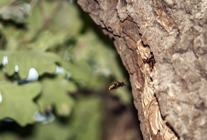 A Nagy Fafilm - Filmfotos