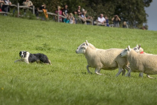 Best Sheepdogs from Wales - Photos