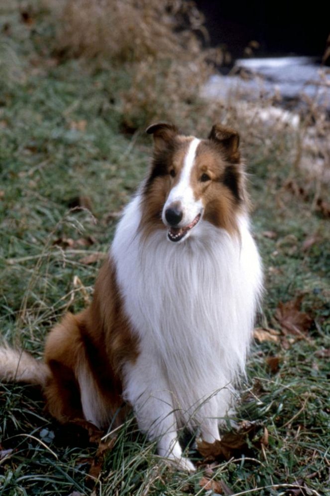 Lassie - Van film - Howard