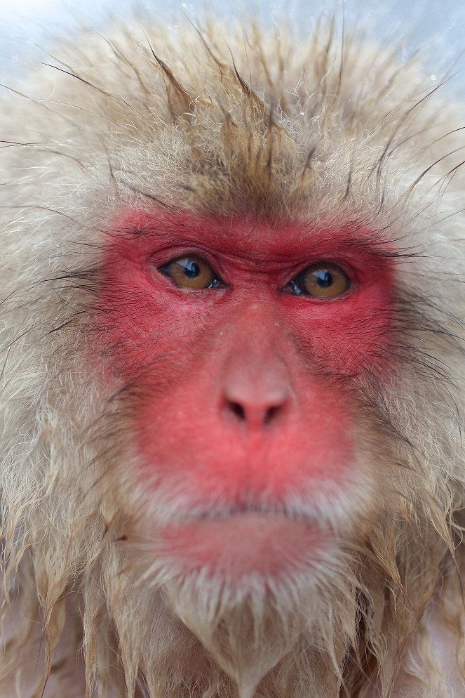 A majmok csodálatos világa - Filmfotók