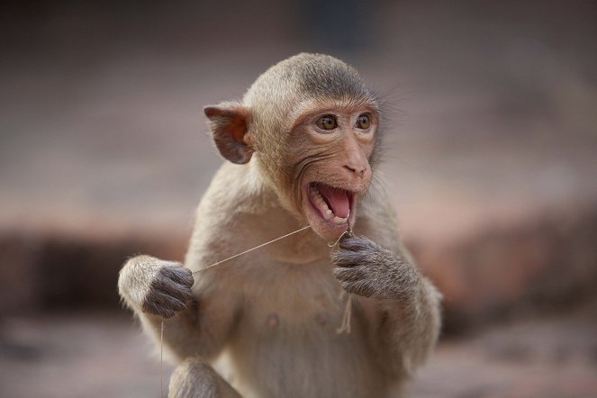 A majmok csodálatos világa - Filmfotók