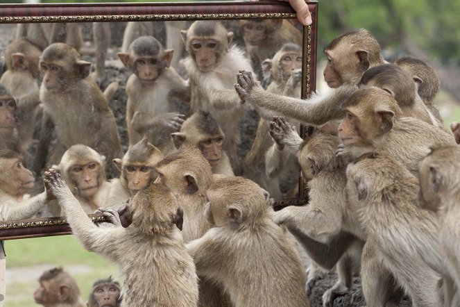 Monkeys Revealed - Do filme